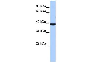 WB Suggested Anti- Antibody Titration:  1. (PAX2A anticorps  (Middle Region))