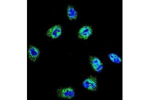 Immunofluorescence (IF) image for anti-Filamin A, alpha (FLNA) antibody (ABIN3003482)