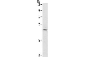 Western Blotting (WB) image for anti-Ceramide Synthase 3 (CERS3) antibody (ABIN2434914) (LASS3 anticorps)