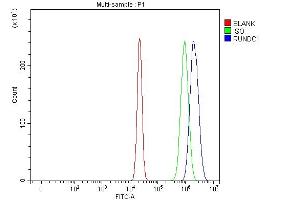 anti-RUN Domain Containing 1 (RUNDC1) (AA 125-607) antibody