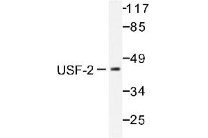 Image no. 1 for anti-Upstream Transcription Factor 2, C-Fos Interacting (USF2) antibody (ABIN271975) (USF2 anticorps)