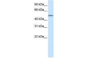 WB Suggested Anti-HSZFP36 Antibody Titration:  0. (ZNF823 anticorps  (Middle Region))