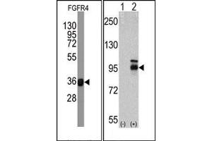 Western Blotting (WB) image for anti-Fibroblast Growth Factor Receptor 4 (FGFR4) antibody (ABIN356413) (FGFR4 anticorps)