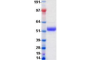 Validation with Western Blot