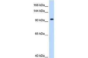WB Suggested Anti-SF3A1 Antibody Titration:  0. (SF3A1 anticorps  (N-Term))