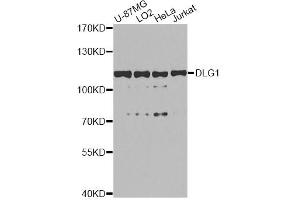 Western blot analysis of extracts of various cell lines, using DLG1 antibody. (DLG1 anticorps)