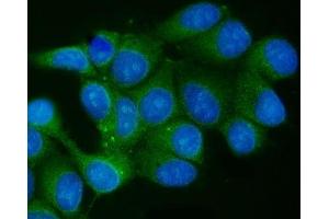 IF analysis of TCEB2/Elongin-B/ELOB using anti-TCEB2/Elongin-B/ELOB antibody (ABIN7598964).