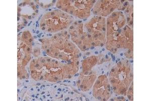 Used in DAB staining on fromalin fixed paraffin- embedded kidney tissue (HCFC1 anticorps  (AA 52-258))