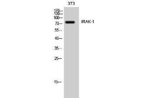 Western Blotting (WB) image for anti-Interleukin-1 Receptor-Associated Kinase 1 (IRAK1) (Ser6) antibody (ABIN3185220) (IRAK1 anticorps  (Ser6))