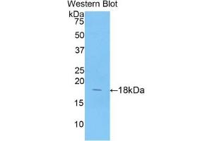 Detection of Recombinant ANXA4, Porcine using Polyclonal Antibody to Annexin A4 (ANXA4) (Annexin IV anticorps  (AA 3-151))