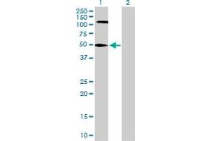 Western Blot analysis of FEN1 expression in transfected 293T cell line by FEN1 MaxPab polyclonal antibody. (FEN1 anticorps  (AA 1-380))