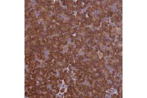Immunohistochemical staining of human pancreas with VWA3A polyclonal antibody  shows strong cytoplasmic positivity in exocrine glandular cells at 1:1000-1:2500 dilution. (VWA3A anticorps)