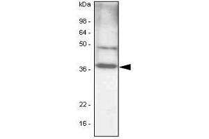 NIH 3T3 cell lysates(30 ug) were resolved by SDS-PAGE, transferred to PVDF membrane and probed with anti-human C/EBP-beta antibody (1:1,000). (CEBPB anticorps  (AA 1-271))