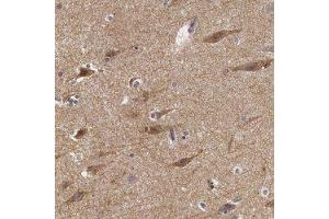 Immunohistochemical staining of human cerebral cortex with NLGN4X polyclonal antibody  shows moderate cytoplasmic positivity in neuronal cells at 1:50-1:200 dilution.