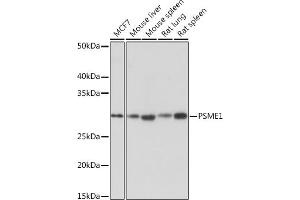 Western blot analysis of extracts of various cell lines, using PSME1 Rabbit mAb (ABIN7269590) at 1:1000 dilution. (PSME1 anticorps)