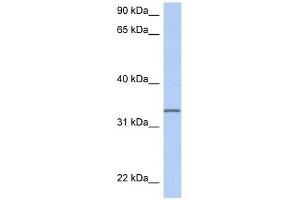 C3ORF62 antibody used at 1 ug/ml to detect target protein. (C3orf62 anticorps  (Middle Region))