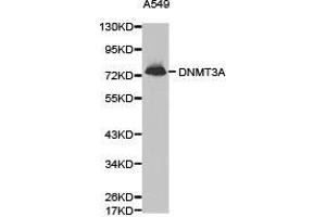 Western Blotting (WB) image for anti-DNA (Cytosine-5-)-Methyltransferase 3 alpha (DNMT3A) antibody (ABIN1872325) (DNMT3A anticorps)