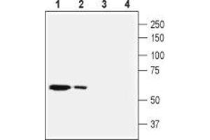 Western blot analysis of mouse liver (lanes 1 and 3) and rat heart (lanes 2 and 4) membranes: - 1,2. (SLC28A2 anticorps  (Intracellular, N-Term))