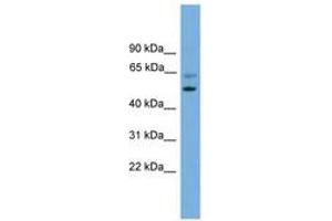 Image no. 1 for anti-Proteasome (Prosome, Macropain) 26S Subunit, Non-ATPase, 12 (PSMD12) (AA 301-350) antibody (ABIN6745221) (PSMD12 anticorps  (AA 301-350))