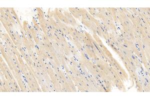 Detection of CASP1 in Porcine Cardiac Muscle Tissue using Polyclonal Antibody to Caspase 1 (CASP1)
