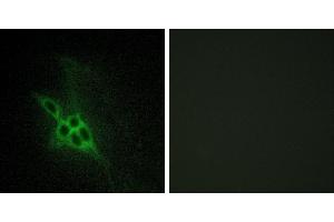 Peptide - +Immunohistochemistry analysis of paraffin-embedded human brain tissue using EPHB1/2/3 antibody.