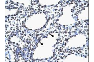 anti-Myelin Expression Factor 2 (MYEF2) (AA 227-276) antibody