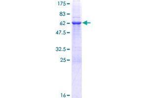 Image no. 1 for GTPase, IMAP Family Member 7 (GIMAP7) (AA 1-300) protein (GST tag) (ABIN1355102)