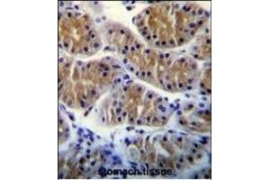 ANKRD5 Antibody (C-term) (ABIN655210 and ABIN2844824) immunohistochemistry analysis in formalin fixed and paraffin embedded human stomach tissue followed by peroxidase conjugation of the secondary antibody and DAB staining. (ANKRD5 anticorps  (C-Term))