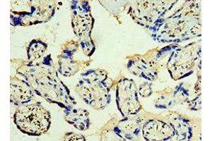 Immunohistochemistry of paraffin-embedded human placenta tissue using ABIN7171227 at dilution of 1:100