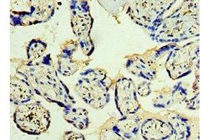 Immunohistochemistry of paraffin-embedded human placenta tissue using ABIN7171227 at dilution of 1:100 (Syntaxin 12 anticorps  (AA 1-250))