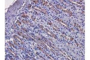 Immunohistochemical staining of rat stomach tissue using anti-EGFR antibody  C225 (Cetuximab) Anti-EGFR staining of formaldehyde fixed paraffin embedded rat stomach tissue, at 40x magnification. (Recombinant EGFR (Cetuximab Biosimilar) anticorps)