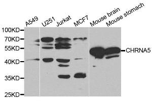 Western blot analysis of extracts of mouse brain tissue cell lines, using CHRNA5 antibody. (CHRNA5 anticorps)