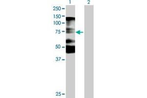Western Blot analysis of NOLC1 expression in transfected 293T cell line by NOLC1 MaxPab polyclonal antibody. (NOLC1 anticorps  (AA 1-700))