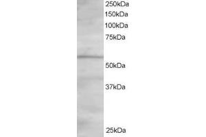 ABIN185116 staining (1. (OSBPL2 anticorps  (C-Term))