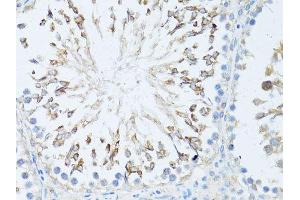 Immunohistochemistry of paraffin-embedded rat testis using TEFM antibody. (TEFM anticorps  (AA 36-210))
