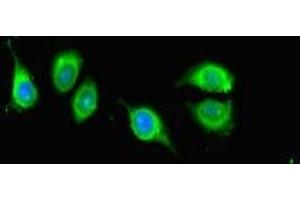 Immunofluorescent analysis of A549 cells using ABIN7157230 at dilution of 1:100 and Alexa Fluor 488-congugated AffiniPure Goat Anti-Rabbit IgG(H+L) (KANSL1 anticorps  (AA 815-1086))