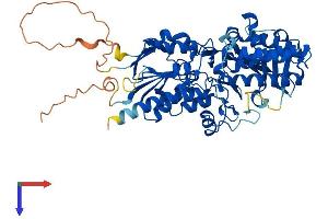 AlphaFold protein structure predicition of Human Recombinant SMOX Protein, UniprotID Q9NWM0