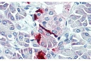 Detection of PP in Human Pancreas Tissue using Polyclonal Antibody to Pancreatic Polypeptide (PP)