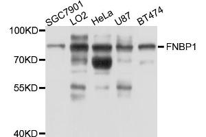 Western blot analysis of extracts of various cell lines, using FNBP1 antibody (ABIN5997740) at 1/1000 dilution.