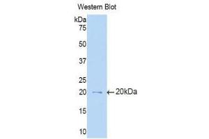 Western Blotting (WB) image for anti-Interleukin 3 Receptor, alpha (IL3RA) (AA 17-166) antibody (ABIN1859426) (IL3RA anticorps  (AA 17-166))