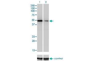 Western blot analysis of ZNF207 over-expressed 293 cell line, cotransfected with ZNF207 Validated Chimera RNAi (Lane 2) or non-transfected control (Lane 1).
