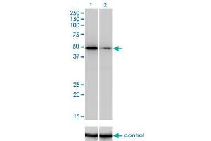 Western blot analysis of ZNF207 over-expressed 293 cell line, cotransfected with ZNF207 Validated Chimera RNAi (Lane 2) or non-transfected control (Lane 1). (ZNF207 anticorps  (AA 1-110))