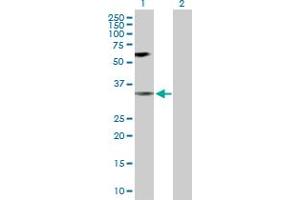 Western Blot analysis of MAPK14 expression in transfected 293T cell line by MAPK14 MaxPab polyclonal antibody. (MAPK14 anticorps  (AA 1-360))