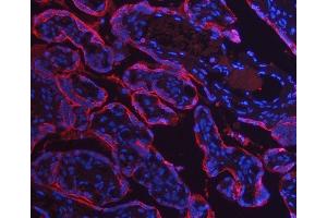 IF analysis of Annexin A10/ANXA10 using anti-Annexin A10/ANXA10 antibody (ABIN7601853). (Annexin a10 anticorps  (AA 49-324))