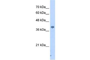 PIP3-E antibody used at 2. (ICEF1 anticorps  (C-Term))