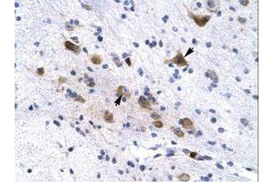 Image no. 1 for anti-Potassium Voltage-Gated Channel, Subfamily H (Eag-Related), Member 6 (KCNH6) (AA 173-222) antibody (ABIN202961)