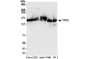 Western Blotting (WB) image for anti-Tripeptidyl Peptidase II (Tpp2) (AA 1-50) antibody (ABIN7450834)