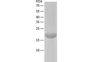 Western Blotting (WB) image for Lymphotoxin-alpha (LTA) (AA 35-205) protein (His tag) (ABIN7123804) (LTA Protein (AA 35-205) (His tag))