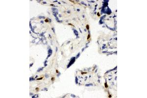 Anti-MCM6 antibody, IHC(F) IHC(F): Human Placenta Tissue