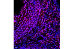 Immunofluorescence of paraffin embedded mouse ovary using NAIF1 (ABIN7074867) at dilution of 1:650 (400x lens)